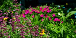 Summer gardening tips for your home garden