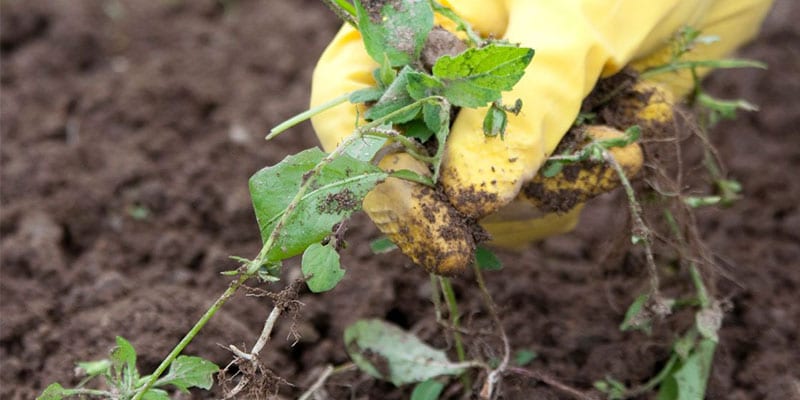 Summers gardening tips for your home