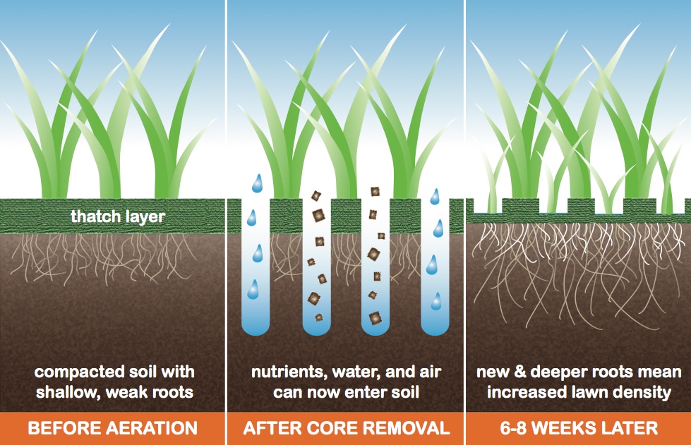 Aeration and Overseeding