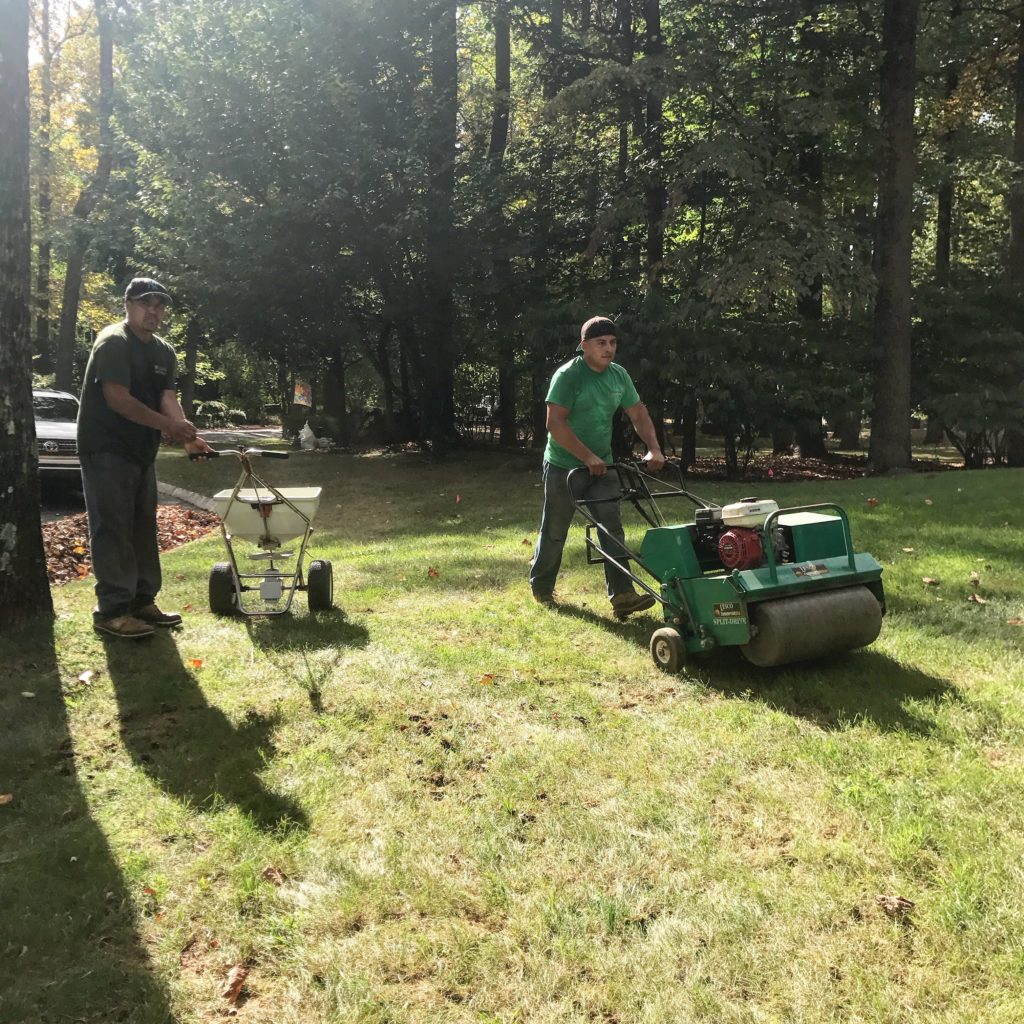 Aeration and Overseeding