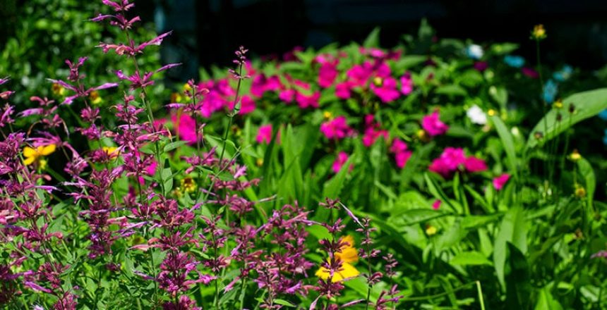 Summer gardening tips for your home garden