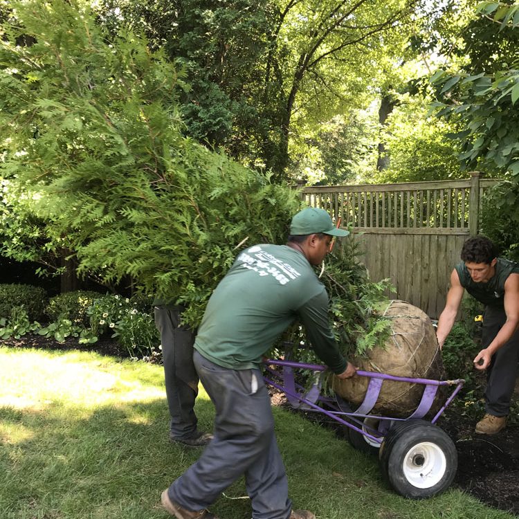 Tree planting in Hopewell NJ