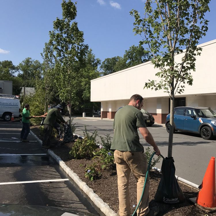 Planting trees on Nassau street Princeton NJ